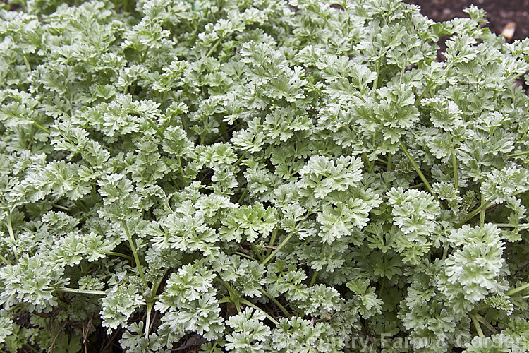 Common Wormwood or Absinthe (<i>Artemisia absinthium</i>), an aromatic, 1m tall perennial native to southern Europe and valued for its silver-grey foliage rather than its insignificant flowerheads. The flowers and foliage are used to make the green liquor absinthe artemisia-2364htm'>Artemisia.