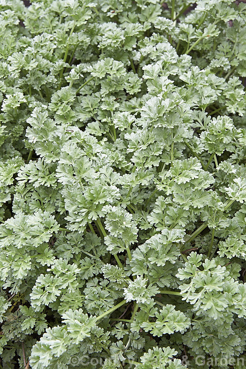 Common Wormwood or Absinthe (<i>Artemisia absinthium</i>), an aromatic, 1m tall perennial native to southern Europe and valued for its silver-grey foliage rather than its insignificant flowerheads. The flowers and foliage are used to make the green liquor absinthe artemisia-2364htm'>Artemisia.