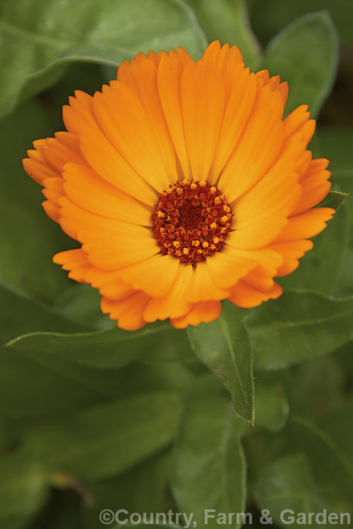 Pot. Marigold or Scotch Marigold (<i>Calendula officinalis</i>), an annual or short-lived perennial that flowers in winter and early spring. It has extensive herbal and medicinal uses.