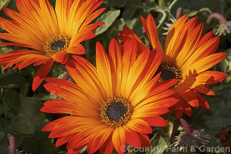 Hybrid African Daisy (<i>Arctotis x hybrida [Arctotis venusta x Arctotis fastuosa]) one of the many colour forms of these hybrids between two spring- to summer-flowering, evergreen. South African perennials. Order: Asterales, Family: Asteraceae