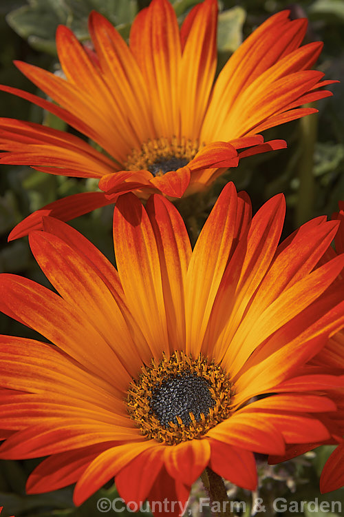 Hybrid African Daisy (<i>Arctotis x hybrida [Arctotis venusta x Arctotis fastuosa]) one of the many colour forms of these hybrids between two spring- to summer-flowering, evergreen. South African perennials. Order: Asterales, Family: Asteraceae