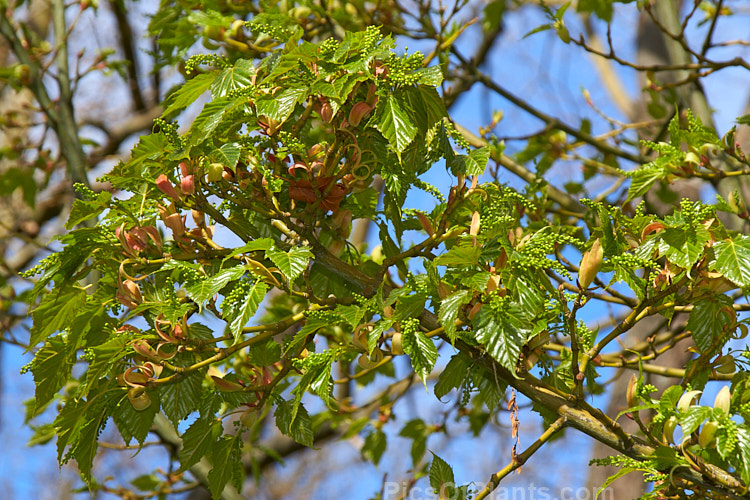 The young spring foliage and flower buds of the Red-stemmed Maple (<i>Acer caudatifolium</i>), a native of China and Taiwan with tough leathery leaves and red-tinted young branches. It is deciduous but often retains its foliage into early winter. Order Sapindales, Family: Sapindaceae