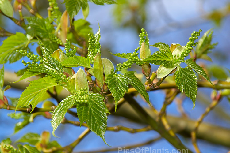 The young spring foliage and flower buds of the Red-stemmed Maple (<i>Acer caudatifolium</i>), a native of China and Taiwan with tough leathery leaves and red-tinted young branches. It is deciduous but often retains its foliage into early winter. Order Sapindales, Family: Sapindaceae