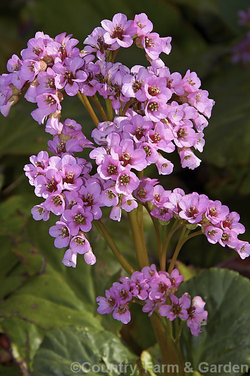 Pigsqueak (<i>Bergenia cordifolia</i>), a hardy perennial native to Siberia. The large leaves are near-evergreen in mild climates. Its flowers, on reddish stems up to 30cm high, open from late winter. The common name supposedly comes from the squeals of delight given by pigs on finding the rhizomes, though it may also be because of the noise produced by rubbing the wet foliage. bergenia-2281htm'>Bergenia. <a href='saxifragaceae-plant-family-photoshtml'>Saxifragaceae</a>.