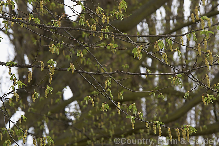 Young spring leaves and flower catkins of the Common Hornbeam or European Hornbeam (<i>Carpinus betulus</i>), a deciduous tree up to 20m tall found through much of Eurasia. There are many cultivated forms. Order: Fagales, Family: Betulaceae