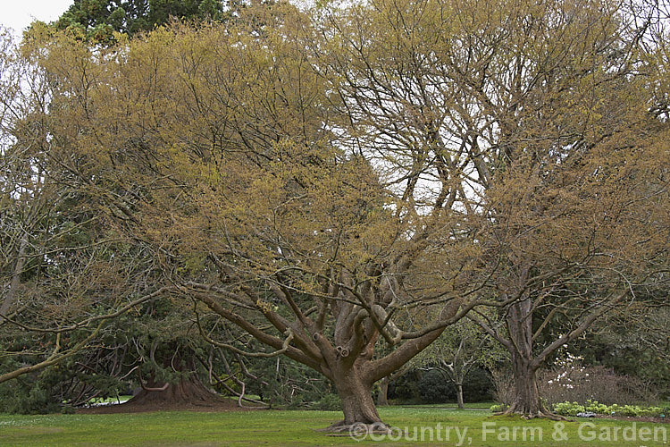 Saw-leaf or Japanese Zelkova (<i>Zelkova serrata</i>) in spring as the new foliage appears. This 20-35m tall deciduous tree is native to Japan, eastern China and Taiwan. Order: Rosales, Family: Ulmaceae