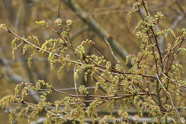 The spring foliage and flower buds of the Saw-leaf or Japanese Zelkova (<i>Zelkova serrata</i>), a 20-35m tall deciduous tree native to Japan, eastern China and Taiwan. Order: Rosales, Family: Ulmaceae