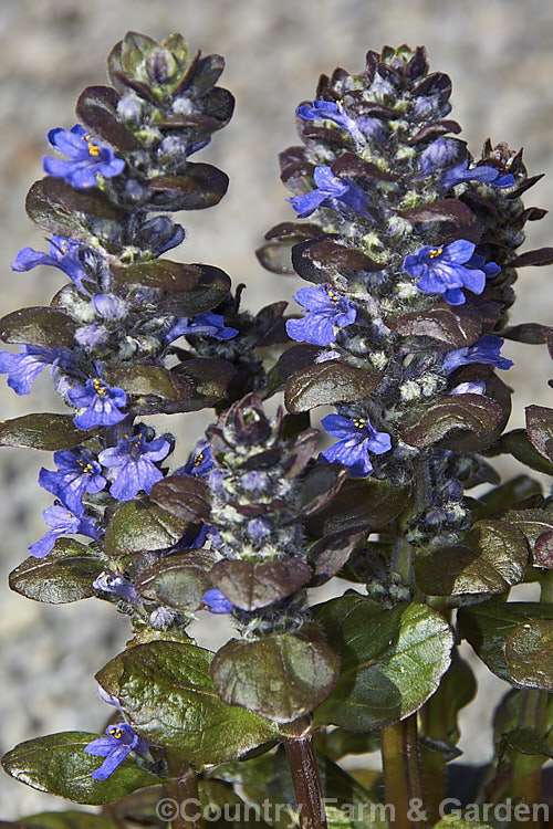 Ajuga reptans 'Catlin's Giant', a New Zealand -raised cultivar of the common bugle, a quick growing Eurasian ground cover perennial that flowers from spring into early summer. ajuga-2272htm'>Ajuga.