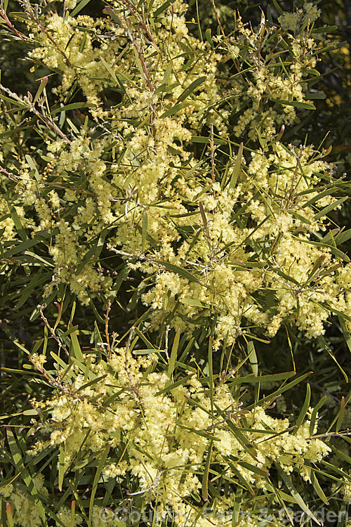 Gossamer Wattle or Sallow Wattle (<i>Acacia floribunda</i>), a large, willowy stemmed, evergreen shrub or small tree native to southeastern Australia. It grows to around 5m tall and flowers in late winter to spring, producing short spikes of cream to soft yellow flowers. The young foliage is often slightly red-tinted. Order: Fabales, Family: Fabaceae