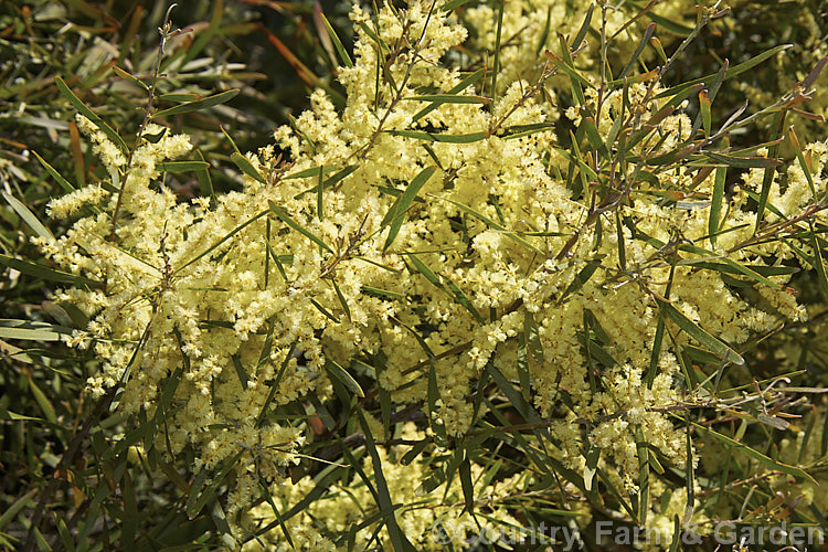 Gossamer Wattle or Sallow Wattle (<i>Acacia floribunda</i>), a large, willowy stemmed, evergreen shrub or small tree native to southeastern Australia. It grows to around 5m tall and flowers in late winter to spring, producing short spikes of cream to soft yellow flowers. The young foliage is often slightly red-tinted. Order: Fabales, Family: Fabaceae