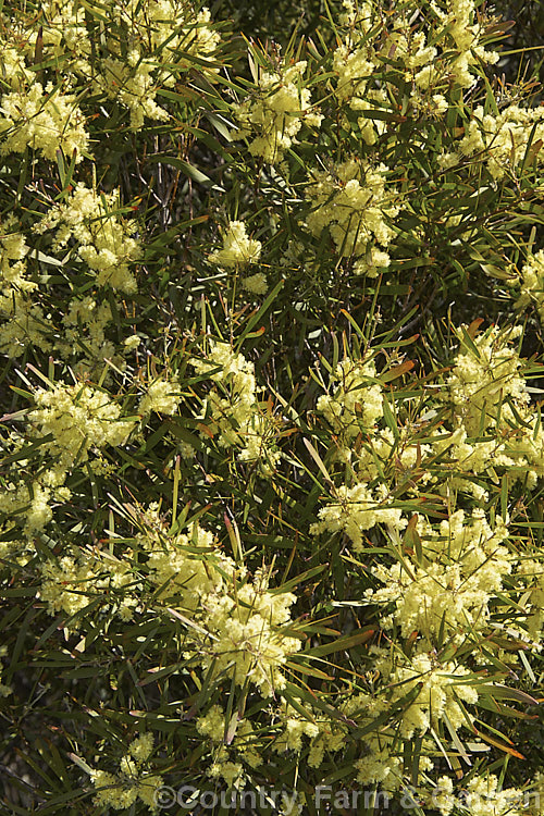 Gossamer Wattle or Sallow Wattle (<i>Acacia floribunda</i>), a large, willowy stemmed, evergreen shrub or small tree native to southeastern Australia. It grows to around 5m tall and flowers in late winter to spring, producing short spikes of cream to soft yellow flowers. The young foliage is often slightly red-tinted. Order: Fabales, Family: Fabaceae