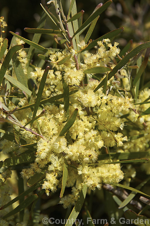 Gossamer Wattle or Sallow Wattle (<i>Acacia floribunda</i>), a large, willowy stemmed, evergreen shrub or small tree native to southeastern Australia. It grows to around 5m tall and flowers in late winter to spring, producing short spikes of cream to soft yellow flowers. The young foliage is often slightly red-tinted. Order: Fabales, Family: Fabaceae