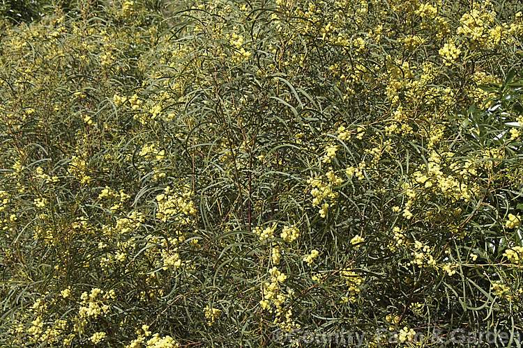 Red-stemmed Wattle (<i>Acacia rubida</i>), a tough 15-12m tall evergreen shrub or tree from eastern Australia. The ferny juvenile foliage is very different from the sickle-shaped adult phyllodes. It flowers in late winter to spring and is quite easily distinguished by its red-tinted stems and sprays of relatively widely spaced, spherical, bright yellow flowerheads. Order: Fabales, Family: Fabaceae