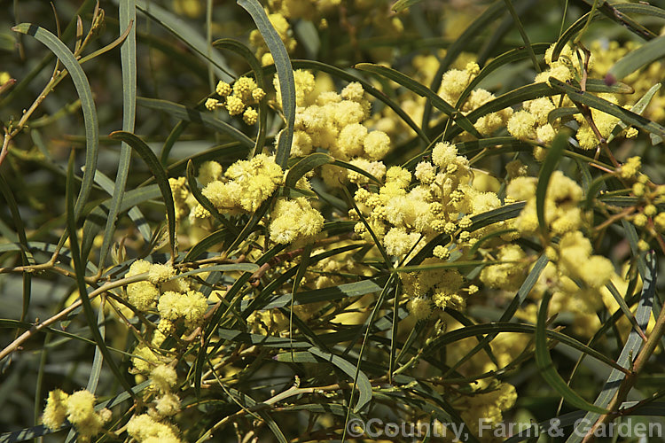 Red-stemmed Wattle (<i>Acacia rubida</i>), a tough 15-12m tall evergreen shrub or tree from eastern Australia. The ferny juvenile foliage is very different from the sickle-shaped adult phyllodes. It flowers in late winter to spring and is quite easily distinguished by its red-tinted stems and sprays of relatively widely spaced, spherical, bright yellow flowerheads. Order: Fabales, Family: Fabaceae