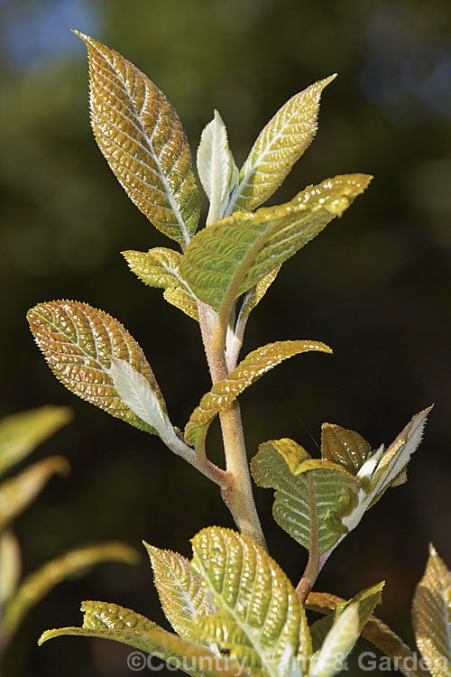 The new spring foliage of Alniphyllum fortunei, a large deciduous shrub or small tree to 10m tall, native to western China. The leaves, yellow-gold-tinted and downy when young, are up to 15cm long, as are its heads of small, summer-borne, white flowers. alniphyllum-2255htm'>Alniphyllum. <a href='styracaceae-plant-family-photoshtml'>Styracaceae</a>.