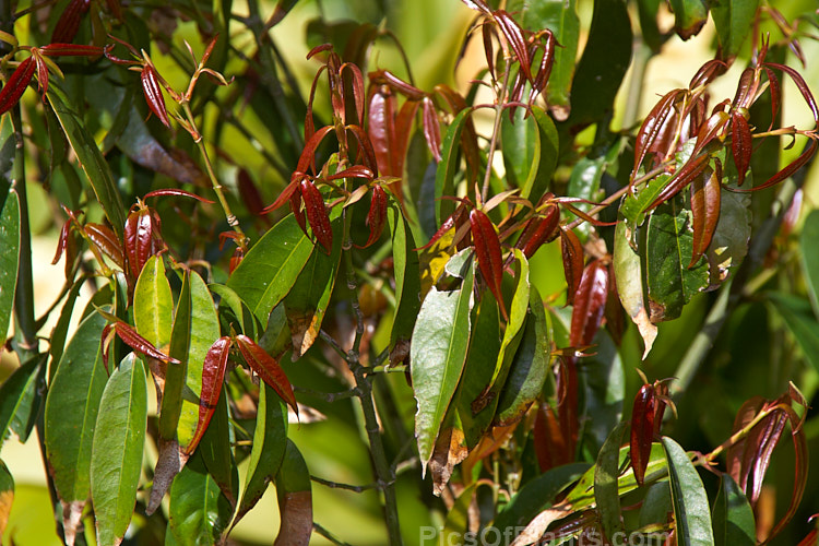 The dark green old leaves and red-tinted new spring foliage of <i>Acer fabri</i>, a 10-18m tall, evergreen or near-evergreen maple native to southern China, including Hong Kong. It is also found in southern Japan but may have been introduced there. It is now rare in the wild. Order Sapindales, Family: Sapindaceae