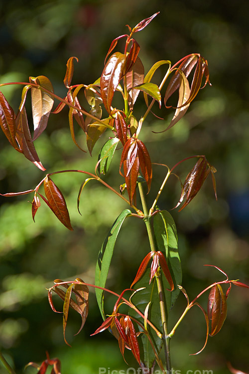 The dark green old leaves and red-tinted new spring foliage of <i>Acer fabri</i>, a 10-18m tall, evergreen or near-evergreen maple native to southern China, including Hong Kong. It is also found in southern Japan but may have been introduced there. It is now rare in the wild. Order Sapindales, Family: Sapindaceae