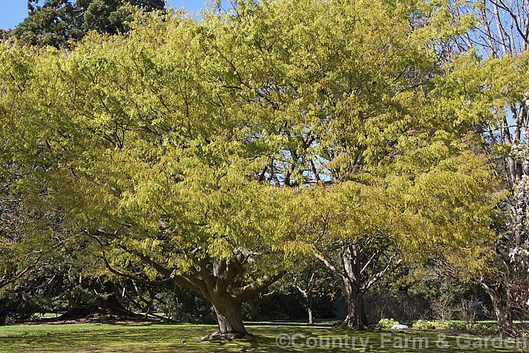 Saw-leaf. Zelkova or Japanese Zelkova (<i>Zelkova serrata</i>) in spring as the new foliage nears full size. This 20-35m tall deciduous tree is native to Japan, eastern China and Taiwan. Order: Rosales, Family: Ulmaceae