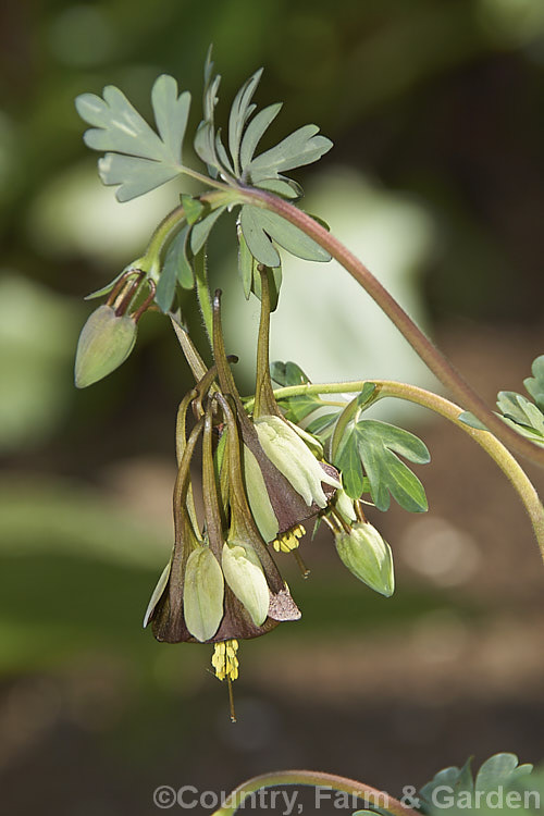 Aquilegia viridiflora, a spring to early summer-flowering perennial native to northern temperate east Asia. Its brown-petalled flowers are very distinctive and are carried on stems up to 30cm tall Order: Ranunculales, Family: Ranunculaceae