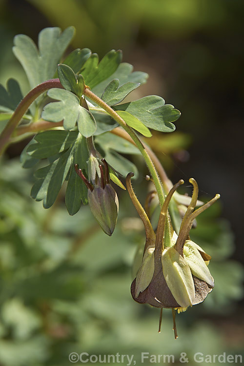 Aquilegia viridiflora, a spring to early summer-flowering perennial native to northern temperate east Asia. Its brown-petalled flowers are very distinctive and are carried on stems up to 30cm tall Order: Ranunculales, Family: Ranunculaceae