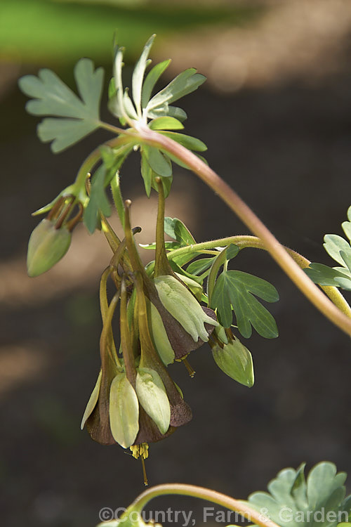 Aquilegia viridiflora, a spring to early summer-flowering perennial native to northern temperate east Asia. Its brown-petalled flowers are very distinctive and are carried on stems up to 30cm tall Order: Ranunculales, Family: Ranunculaceae