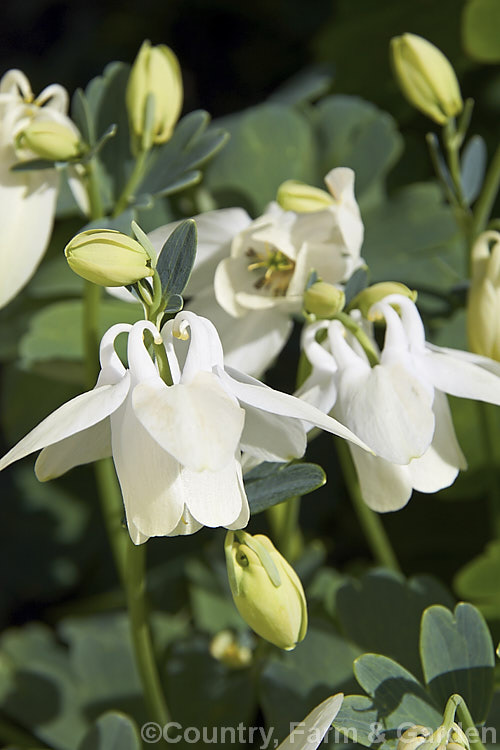 Aquilegia flabellata 'Alba', a white-flowered cultivar of a 20 x 50cm tall, spring-flowering perennial native to Japan. The species usually has bicoloured blue and white flowers. Order: Ranunculales, Family: Ranunculaceae