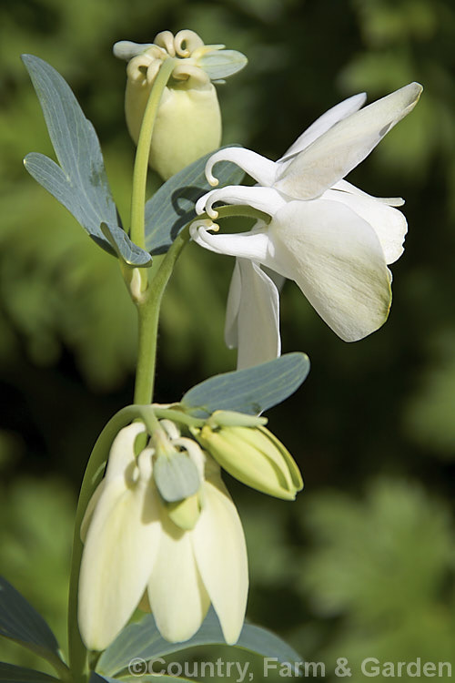 Aquilegia flabellata 'Alba', a white-flowered cultivar of a 20 x 50cm tall, spring-flowering perennial native to Japan. The species usually has bicoloured blue and white flowers. Order: Ranunculales, Family: Ranunculaceae