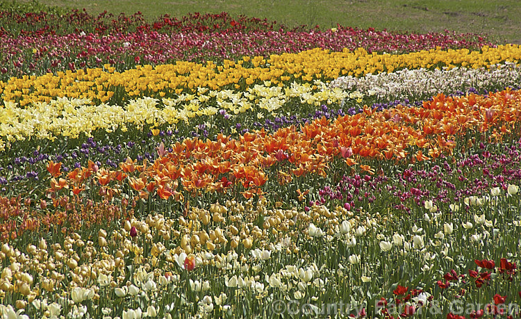 A field of tulip cultivars at various stages of flowering. Order: Liliales, Family: Liliaceae