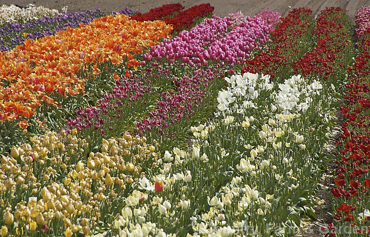 A field of tulip cultivars at various stages of flowering. Order: Liliales, Family: Liliaceae
