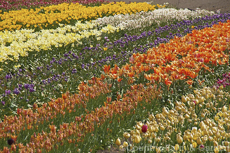 A field of tulip cultivars at various stages of flowering. Order: Liliales, Family: Liliaceae