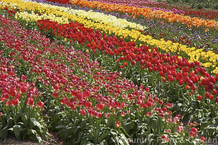 A field of tulip cultivars at various stages of flowering. Order: Liliales, Family: Liliaceae