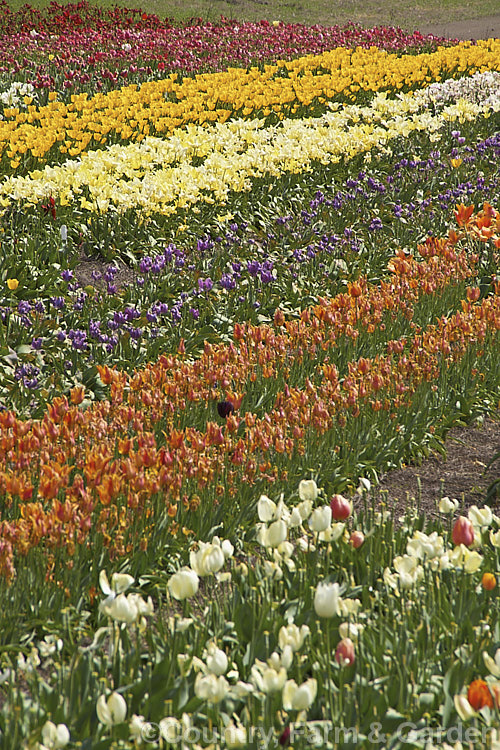 A field of tulip cultivars at various stages of flowering. Order: Liliales, Family: Liliaceae