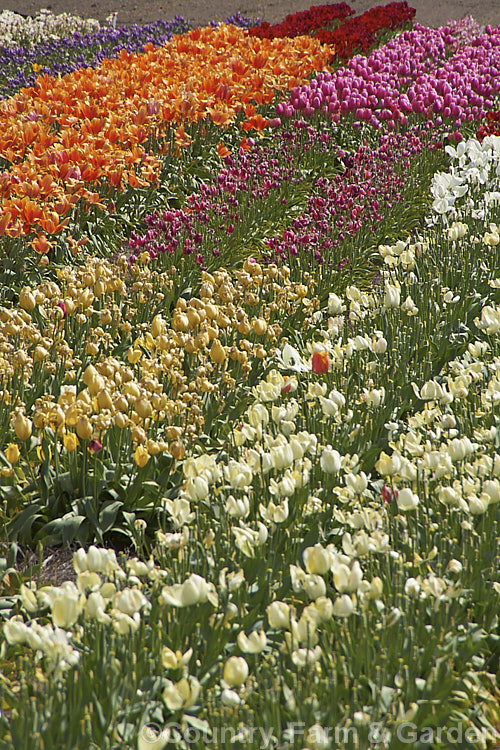 A field of tulip cultivars at various stages of flowering. Order: Liliales, Family: Liliaceae