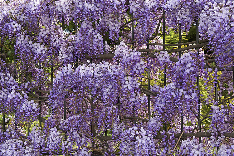 Wisteria sinensis 'Amethyst', a New Zealand -raised cultivar that is distinguished by an abundance of relatively short racemes with flowers that are deep purple in bud, with reddish-purple calyces that emphasise the dark colouration. It is strongly scented. wisteria-2308htm'>Wisteria.