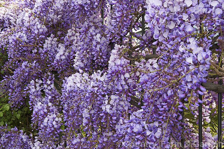 Wisteria sinensis 'Amethyst', a New Zealand -raised cultivar that is distinguished by an abundance of relatively short racemes with flowers that are deep purple in bud, with reddish-purple calyces that emphasise the dark colouration. It is strongly scented. wisteria-2308htm'>Wisteria.