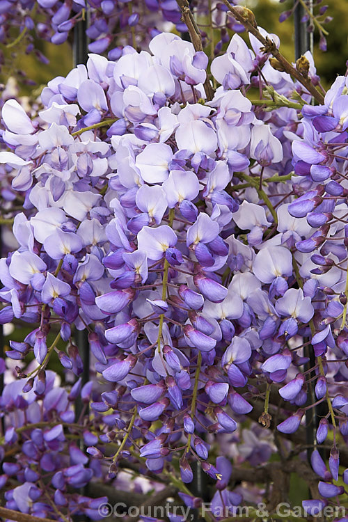 Wisteria sinensis 'Amethyst', a New Zealand -raised cultivar that is distinguished by an abundance of relatively short racemes with flowers that are deep purple in bud, with reddish-purple calyces that emphasise the dark colouration. It is strongly scented. wisteria-2308htm'>Wisteria.