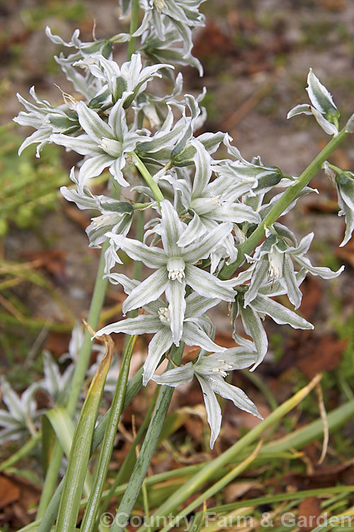 Bellevalia sessiliflora, a spring-flowering bulb about which very little information seems to be available. Its flowers are a very unusual and distinctive grey-green shade. Order: Asparagales, Family: Asparagaceae