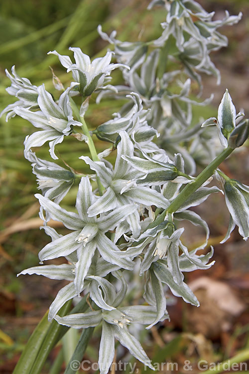 Bellevalia sessiliflora, a spring-flowering bulb about which very little information seems to be available. Its flowers are a very unusual and distinctive grey-green shade. Order: Asparagales, Family: Asparagaceae