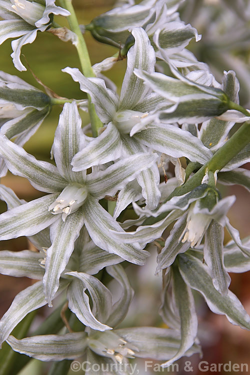 Bellevalia sessiliflora, a spring-flowering bulb about which very little information seems to be available. Its flowers are a very unusual and distinctive grey-green shade. Order: Asparagales, Family: Asparagaceae