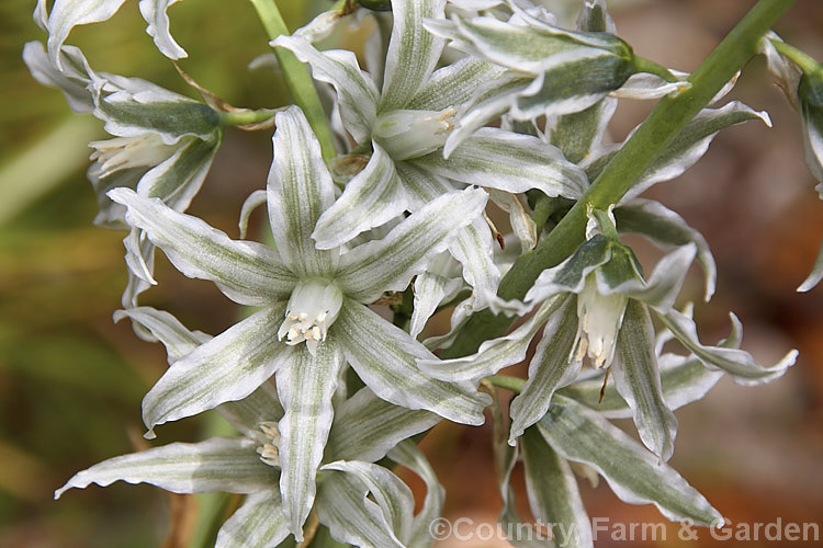 Bellevalia sessiliflora, a spring-flowering bulb about which very little information seems to be available. Its flowers are a very unusual and distinctive grey-green shade. Order: Asparagales, Family: Asparagaceae