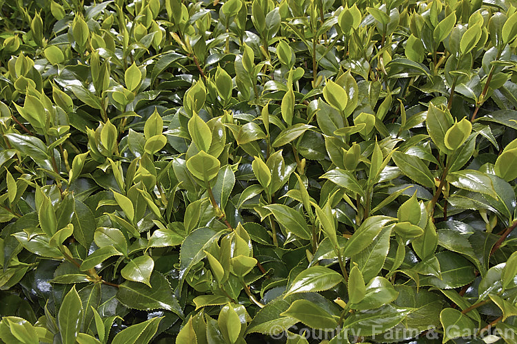 Lush spring foliage on a heavily clipped example of <i>Camellia</i> 'Lady Clare'. Most camellias can withstand routine trimming and may be grown as hedges. Order: Ericales, Family: Theaceae