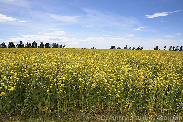 Rapeseed or Canola (<i>Brassica napus</i>) in flower in spring. Rapeseed is cultivated as a winter cover crop and fodder plant but is now grown mainly for its edible seed oils. Brassica napus is similar to some cultivars of Brassica rapa but can most easily be distinguished by its spring to early summer-flowering habit, while. Brassica rapa is mainly summer flowering. Order: Brassicales, Family: Brassicaceae