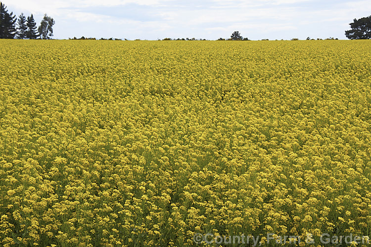 Rapeseed or Canola (<i>Brassica napus</i>) in flower in spring. Rapeseed is cultivated as a winter cover crop and fodder plant but is now grown mainly for its edible seed oils. Brassica napus is similar to some cultivars of Brassica rapa but can most easily be distinguished by its spring to early summer-flowering habit, while. Brassica rapa is mainly summer flowering. Order: Brassicales, Family: Brassicaceae