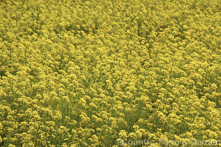 Rapeseed or Canola (<i>Brassica napus</i>) in flower in spring. Rapeseed is cultivated as a winter cover crop and fodder plant but is now grown mainly for its edible seed oils. Brassica napus is similar to some cultivars of Brassica rapa but can most easily be distinguished by its spring to early summer-flowering habit, while. Brassica rapa is mainly summer flowering. Order: Brassicales, Family: Brassicaceae