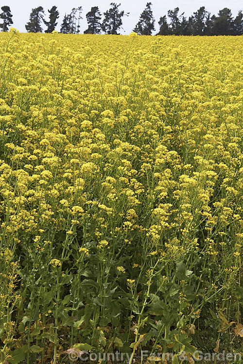 Rapeseed or Canola (<i>Brassica napus</i>) in flower in spring. Rapeseed is cultivated as a winter cover crop and fodder plant but is now grown mainly for its edible seed oils. Brassica napus is similar to some cultivars of Brassica rapa but can most easily be distinguished by its spring to early summer-flowering habit, while. Brassica rapa is mainly summer flowering. Order: Brassicales, Family: Brassicaceae