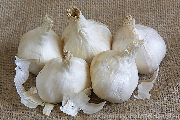 Garlic (<i>Allium sativum</i>), a pungently aromatic biennial bulb that is widely cultivated. It is grown for its bulbs, which are widely used in cooking and as a flavouring, and for its oil. The bulbs break up easily into segments known as cloves. Garlic is not known in the wild and it has been so long in cultivation that its origins are unclear. allium-2045htm'>Allium.