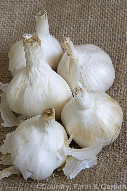 Garlic (<i>Allium sativum</i>), a pungently aromatic biennial bulb that is widely cultivated. It is grown for its bulbs, which are widely used in cooking and as a flavouring, and for its oil. The bulbs break up easily into segments known as cloves. Garlic is not known in the wild and it has been so long in cultivation that its origins are unclear. allium-2045htm'>Allium.