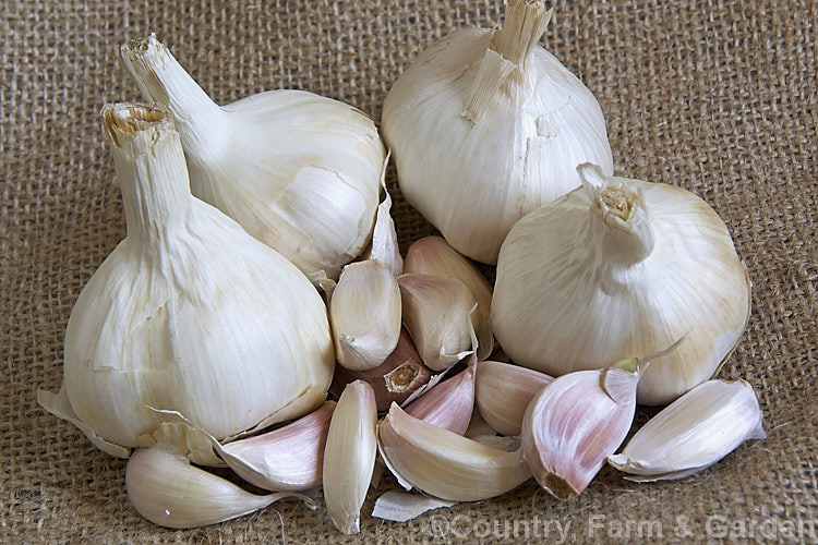 Garlic (<i>Allium sativum</i>), a pungently aromatic biennial bulb that is widely cultivated. It is grown for its bulbs, which are widely used in cooking and as a flavouring, and for its oil. The bulbs break up easily into segments known as cloves. Garlic is not known in the wild and it has been so long in cultivation that its origins are unclear. allium-2045htm'>Allium.