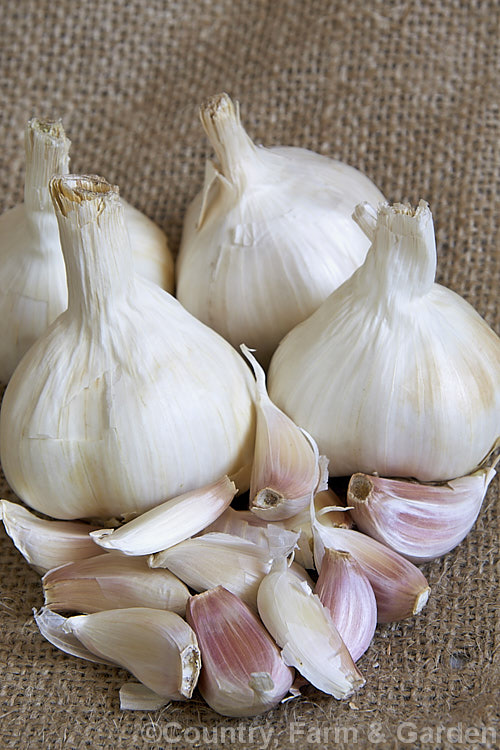 Garlic (<i>Allium sativum</i>), a pungently aromatic biennial bulb that is widely cultivated. It is grown for its bulbs, which are widely used in cooking and as a flavouring, and for its oil. The bulbs break up easily into segments known as cloves. Garlic is not known in the wild and it has been so long in cultivation that its origins are unclear. allium-2045htm'>Allium.