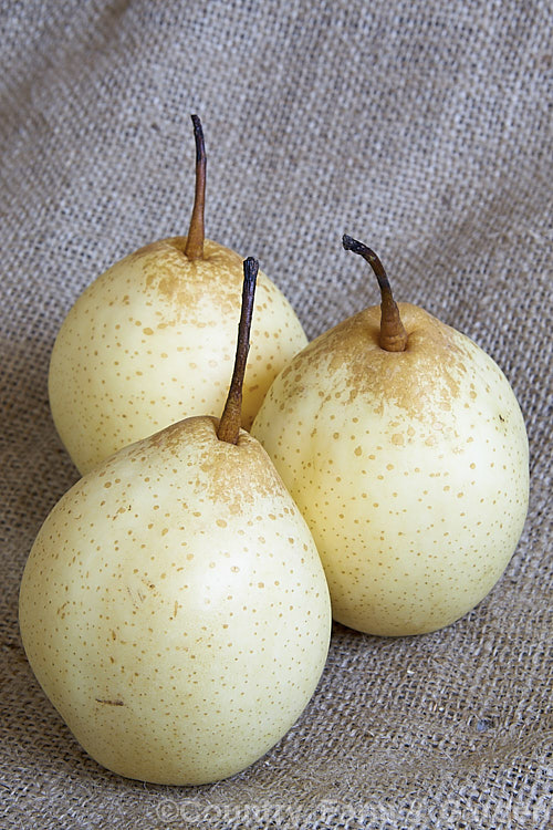 Ya Pear or Chinese White Pear (<i>Pyrus x bretschneideri</i>), a deciduous tree native to northern China. Its leaves are up to 10cm and when young they are downy. The ovoid, creamy white to pale yellow fruits are edible. The exact status of the species is unclear. It is obviously related to Pyrus ussuriensis but also shows the influence of Pyrus pyrifolia. Order: Rosales, Family: Rosaceae